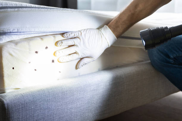 Best Emergency Pest Control  in Alton, IL