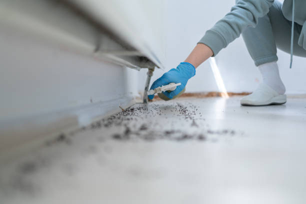 Best Termite Control Services  in Alton, IL